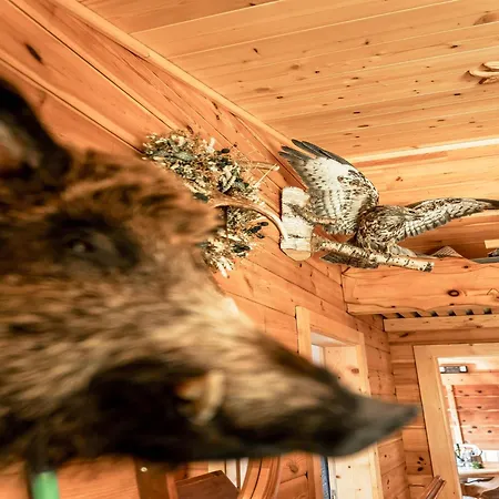 Rustic Hut Salzburg Near Slopes بيت للعطل برامبرغ ام ويلدكوغه