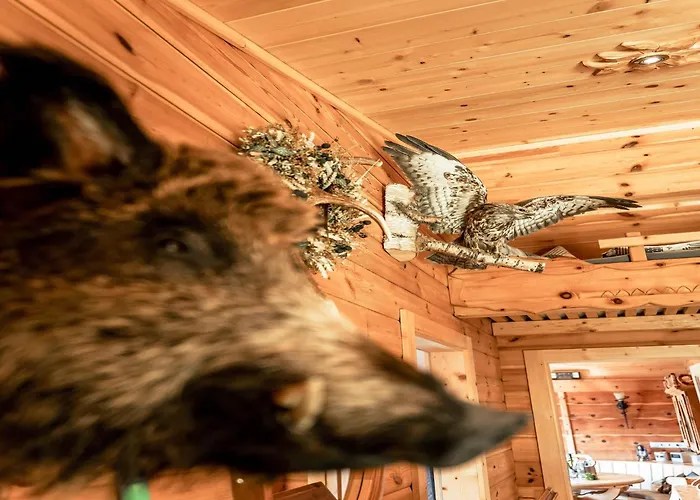 Rustic Hut Salzburg Near Slopes بيت للعطل برامبرغ ام ويلدكوغه